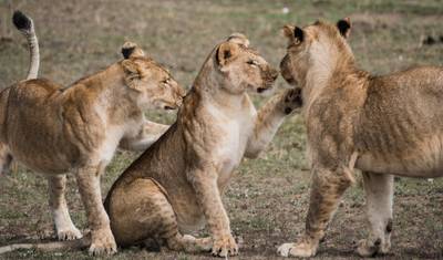 Tanzania 7-dniowe safari: Uosobienie Północnego Szlaku – Przygoda z Naturą i Dziką Przyrodą — 3