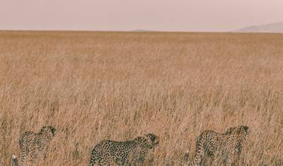 Tanzania 7-dniowe safari: Uosobienie Północnego Szlaku – Przygoda z Naturą i Dziką Przyrodą — 5