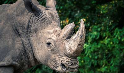 10 Day Gorillas, Chimps and Big Game Group Safari — 2