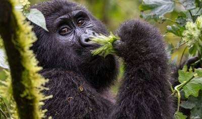 10 Day Gorillas, Chimps and Big Game Group Safari — 3