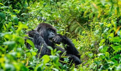 10 Day Gorillas, Chimps and Big Game Group Safari — 4