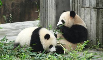 Chengdu City Break (Standard) - 4 days — 5