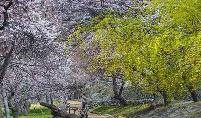 Hunza Cherry Blossom Tour — 4