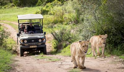 3 day Tip of Africa to Garden Route + Safari — 2