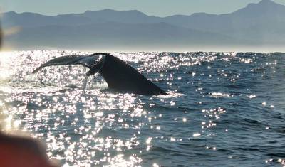 3 day Tip of Africa to Garden Route + Safari — 4