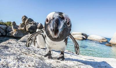 3 day Tip of Africa to Garden Route + Safari — 5