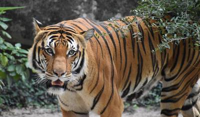 Prywatna 5-dniowa wycieczka tygrysia do Ranthambhore z Delhi, obejmująca Tadż Mahal, Agrę i Jaipur — 3