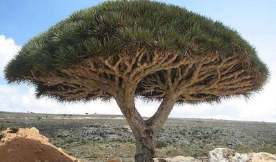Socotra Island Adventures (Yemen) — 3