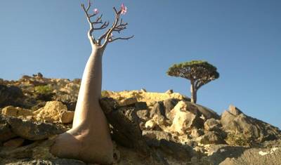 Socotra Island Adventures (Yemen) — 5
