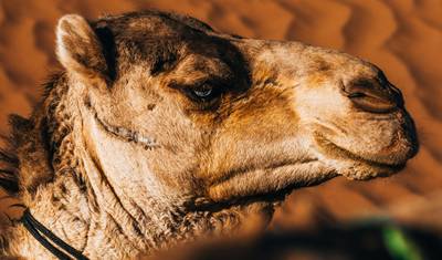Erg Chegaga Desert Tour from Marrakesh (5 Days) — 2