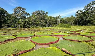 4 Days Agua Dulce Peruvian Amazon Experience — 3