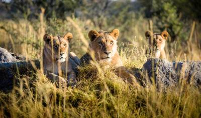 Luksusowe Safari po Afryce, 17 Dni | Zimbabwe • Botswana • Namibia Wodospady Wiktorii • Delta Okawango • Pustynia Namib • Damaraland • Etosha — 4