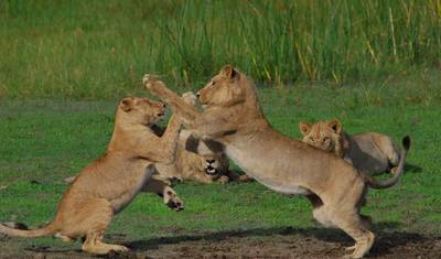 3-dniowe safari w Inverdoorn z Kapsztadu — 2