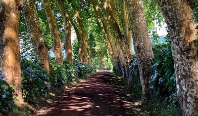 Passeio de Bicicleta Paraíso dos Açores 7 Dias — 5