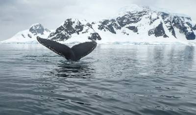 Christmas Season in Antarctica (Ocean Victory) — 3
