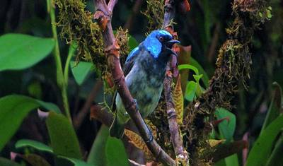 Wonders of Costa Rica: Arenal, Monteverde & 5 Star All Inc Papagayo Retreat — 2