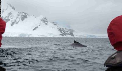 Viagem de 12 Dias à Antártica de Buenos Aires à Península — 4