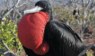 10-Day Andes, Galápagos Island Hopping & Machu Picchu Tour — 3