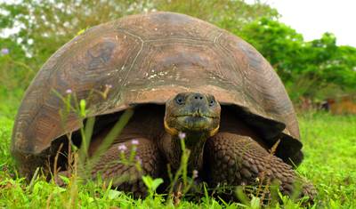 10-Day Andes, Galápagos Island Hopping & Machu Picchu Tour — 5