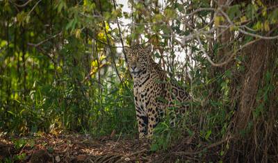 Wonders of Brazil: From Rio to the Amazon & Iguazu Falls — 4