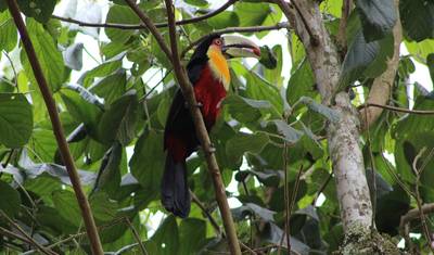Wonders of Brazil: From Rio to the Amazon & Iguazu Falls — 5