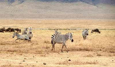 Exclusive Luxury Tanzania Safaris: Tailor-Made Private Serengeti & Ngorongoro Experience — 3