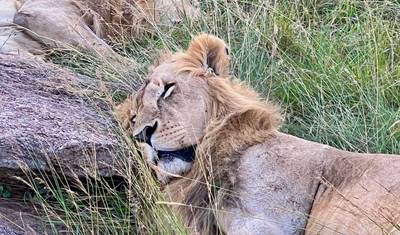 Return to the Wild: Kenya Safari Wellness Retreat — 3