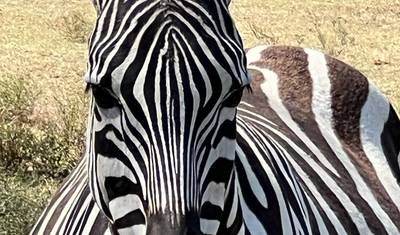 Return to the Wild: Kenya Safari Wellness Retreat — 5