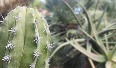 Tenerife Mágica com Crianças — 4