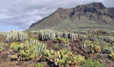 Tenerife Mágica com Crianças — 3