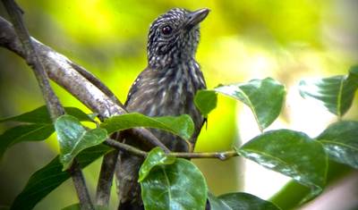 4-Day Botanika Osa Rainforest Experience — 5