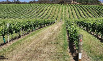 Ocean to Vine: 5-Day Great Ocean Road & Barossa Experience — 5