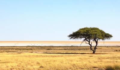 5-dniowe Safari po Boteti, Moremi, Khwai i Makgadikgadi Pans — 4