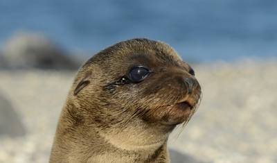 AVENTURA NO EQUADOR E GALÁPAGOS — 2