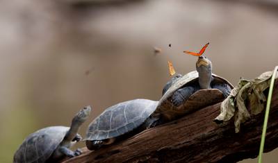 AVENTURA NO EQUADOR E GALÁPAGOS — 4