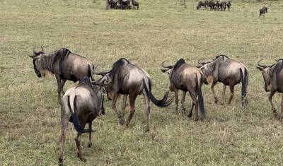 10 أيام سفاري هجرة سيرينغيتي الكبرى – عبور نهر المارا في محمية وادي/مرا الواسعة (Great Wildebeest Mara River Crossing) – سفاري هجرة سيرينغيتي — 4