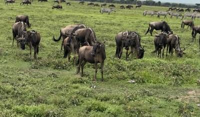 10 أيام سفاري هجرة سيرينغيتي الكبرى – عبور نهر المارا في محمية وادي/مرا الواسعة (Great Wildebeest Mara River Crossing) – سفاري هجرة سيرينغيتي — 5
