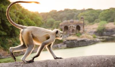 Incredible Northern India & Ranthambore Wildlife Experience — 2