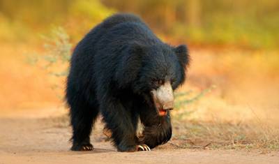 Incredible Northern India & Ranthambore Wildlife Experience — 3