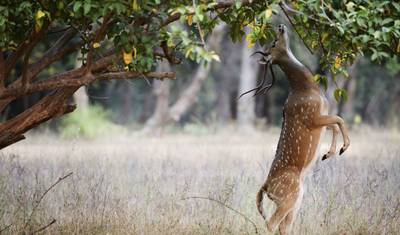 Incredible Northern India & Ranthambore Wildlife Experience — 4