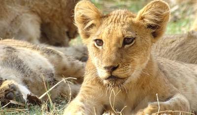 Namibia Classic Safari Adventure – 10 Days — 5