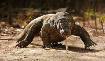 Private: Day Trip Komodo from Labuan Bajo Airport — 2