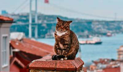 Turquia para Amantes de Gatos: Uma Jornada de 8 Dias por Istambul, Éfeso e Capadócia com @TravelingCatsitter — 2