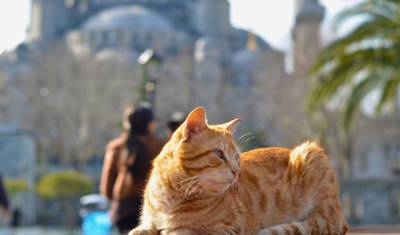 Turquia para Amantes de Gatos: Uma Jornada de 8 Dias por Istambul, Éfeso e Capadócia com @TravelingCatsitter — 3