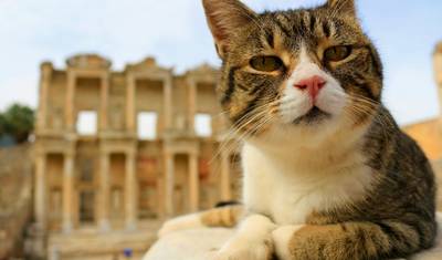 Turquia para Amantes de Gatos: Uma Jornada de 8 Dias por Istambul, Éfeso e Capadócia com @TravelingCatsitter — 4