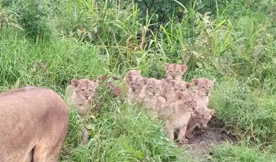 13 DAYS IN MASAI MARA- LAKE NAIVASHA HELL’S GATE - AMBOSELI - TSAVO EAST - DIANI PRIVATE SAFARI — 2
