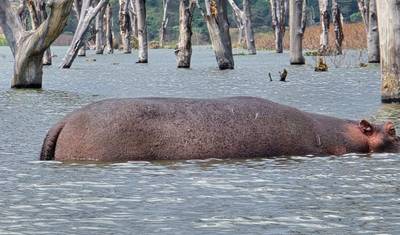 13 DAYS IN MASAI MARA- LAKE NAIVASHA HELL’S GATE - AMBOSELI - TSAVO EAST - DIANI PRIVATE SAFARI — 5