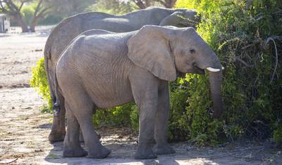 Africa Encompassed Northbound — 5