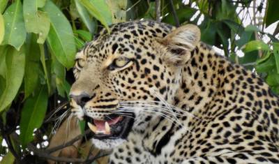 Safari de Vida Selvagem Incrível de 6 Dias — 2