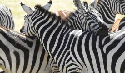 A Grande Migração: Experiência de Safari na Travessia do Rio Mara — 2